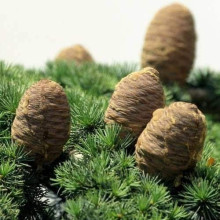 Кедр ліванський | Cedrus libani | Кедр ливанский