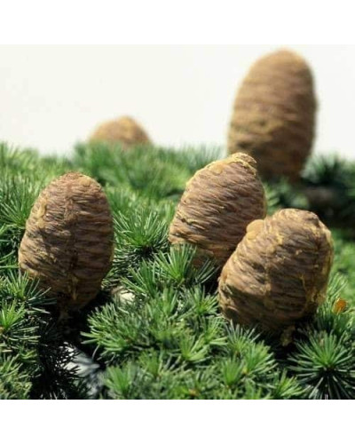Кедр ліванський | Cedrus libani | Кедр ливанский