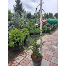 Кедр ліванський | Cedrus libani | Кедр ливанский
