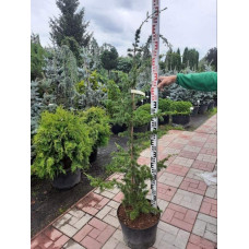 Кедр ліванський | Cedrus libani | Кедр ливанский