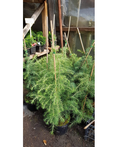 Кедр гімалайський | Cedrus deodara | Кедр гималайский