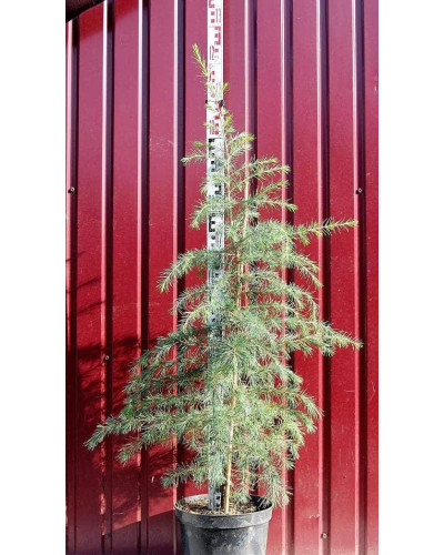 Кедр гімалайський | Cedrus deodara | Кедр гималайский