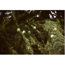 Кедр гімалайський | Cedrus deodara | Кедр гималайский