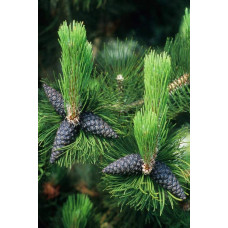 Сосна білокора | Сосна белокорая | Pinus leucodermis