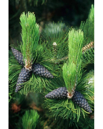 Сосна білокора | Сосна белокорая | Pinus leucodermis