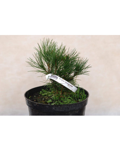 Сосна білокора | Сосна белокорая | Pinus leucodermis
