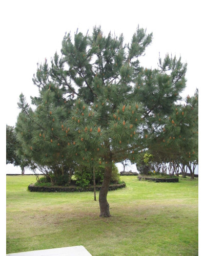 Сосна білокора | Сосна белокорая | Pinus leucodermis