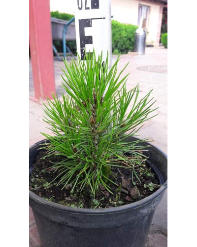 Сосна білокора | Сосна белокорая | Pinus leucodermis