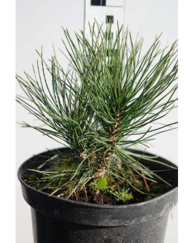Сосна білокора | Сосна белокорая | Pinus leucodermis