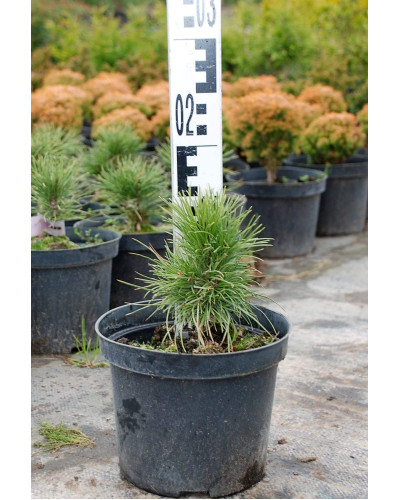 Сосна білокора | Сосна белокорая | Pinus leucodermis