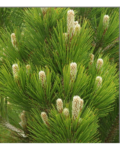 Сосна білокора | Сосна белокорая | Pinus leucodermis