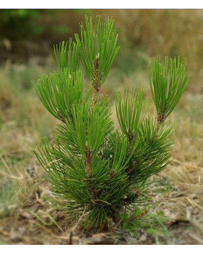 Сосна білокора | Сосна белокорая | Pinus leucodermis