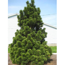 Сосна білокора | Сосна белокорая | Pinus leucodermis