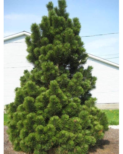 Сосна білокора | Сосна белокорая | Pinus leucodermis