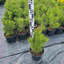 Сосна білокора | Сосна белокорая | Pinus leucodermis