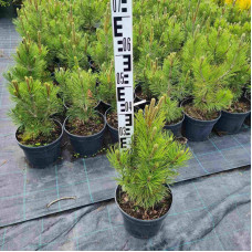Сосна білокора | Сосна белокорая | Pinus leucodermis
