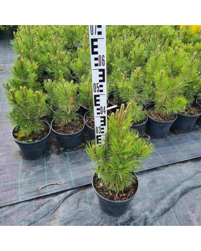 Сосна білокора | Сосна белокорая | Pinus leucodermis