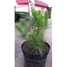 Сосна білокора | Сосна белокорая | Pinus leucodermis