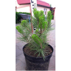 Сосна білокора | Сосна белокорая | Pinus leucodermis