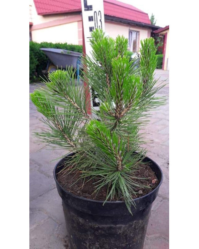 Сосна білокора | Сосна белокорая | Pinus leucodermis