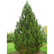 Сосна білокора | Сосна белокорая | Pinus leucodermis