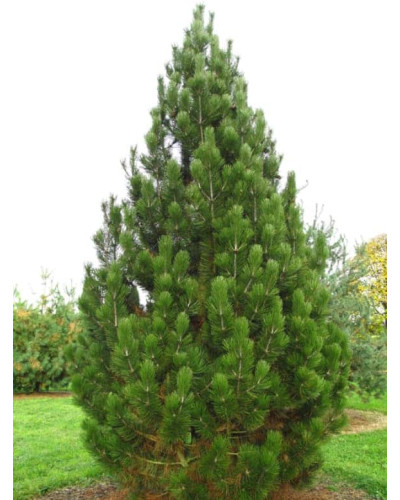 Сосна білокора | Сосна белокорая | Pinus leucodermis