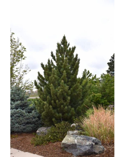 Сосна білокора | Сосна белокорая | Pinus leucodermis