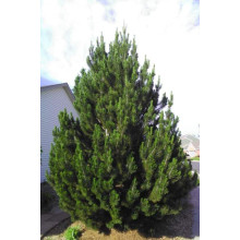 Сосна білокора | Сосна белокорая | Pinus leucodermis