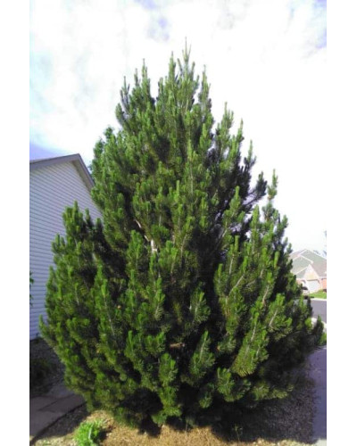 Сосна білокора | Сосна белокорая | Pinus leucodermis