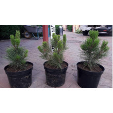 Сосна білокора | Сосна белокорая | Pinus leucodermis