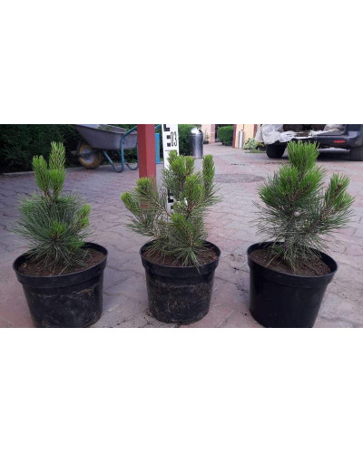 Сосна білокора | Сосна белокорая | Pinus leucodermis