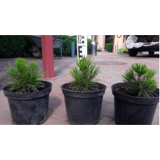Сосна білокора | Сосна белокорая | Pinus leucodermis