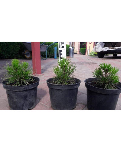 Сосна білокора | Сосна белокорая | Pinus leucodermis