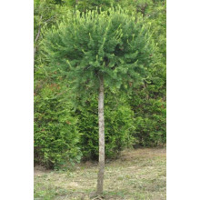 Модрина європейська Корнік | Larix decidua Kornik | Лиственница европейская Корник