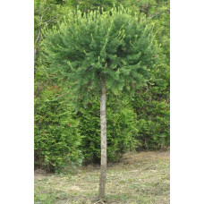 Модрина європейська Корнік | Larix decidua Kornik | Лиственница европейская Корник