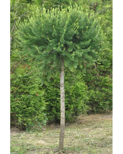 Модрина європейська Корнік | Larix decidua Kornik | Лиственница европейская Корник