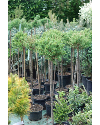 Модрина європейська Корнік | Larix decidua Kornik | Лиственница европейская Корник