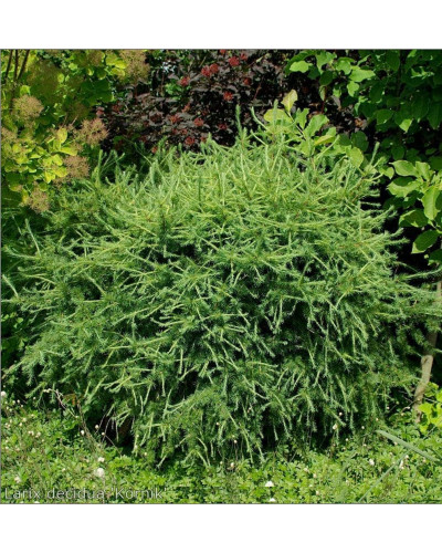 Модрина європейська Корнік | Larix decidua Kornik | Лиственница европейская Корник