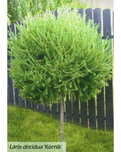 Модрина європейська Корнік | Larix decidua Kornik | Лиственница европейская Корник