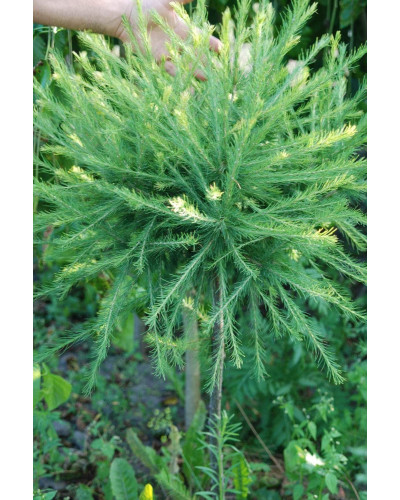Модрина європейська Корнік | Larix decidua Kornik | Лиственница европейская Корник