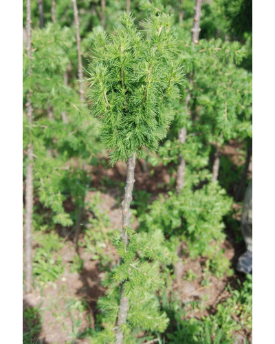 Модрина європейська Корнік | Larix decidua Kornik | Лиственница европейская Корник