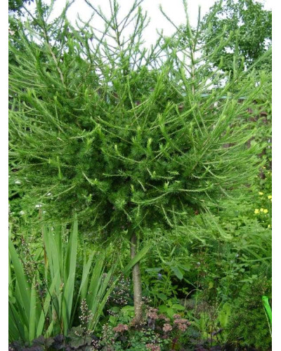 Модрина європейська Корнік | Larix decidua Kornik | Лиственница европейская Корник