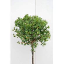 Модрина європейська Корнік | Larix decidua Kornik | Лиственница европейская Корник