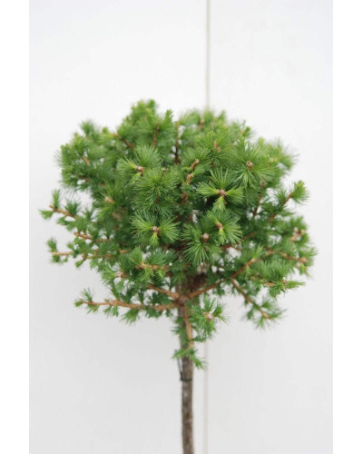 Модрина європейська Корнік | Larix decidua Kornik | Лиственница европейская Корник