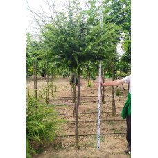 Модрина європейська Корнік | Larix decidua Kornik | Лиственница европейская Корник