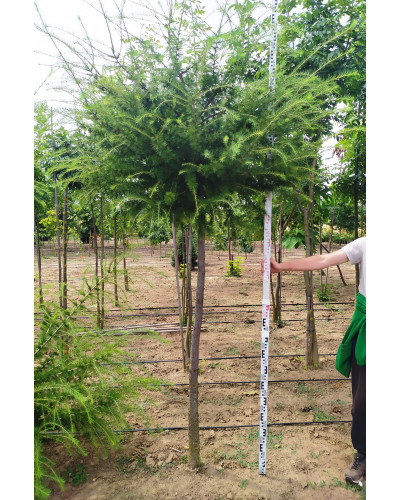 Модрина європейська Корнік | Larix decidua Kornik | Лиственница европейская Корник