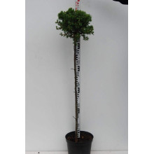 Модрина європейська Корнік | Larix decidua Kornik | Лиственница европейская Корник