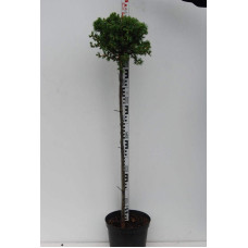 Модрина європейська Корнік | Larix decidua Kornik | Лиственница европейская Корник
