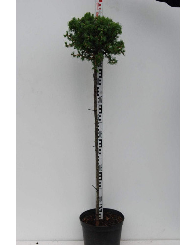 Модрина європейська Корнік | Larix decidua Kornik | Лиственница европейская Корник