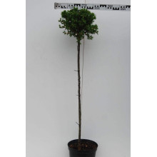 Модрина європейська Корнік | Larix decidua Kornik | Лиственница европейская Корник